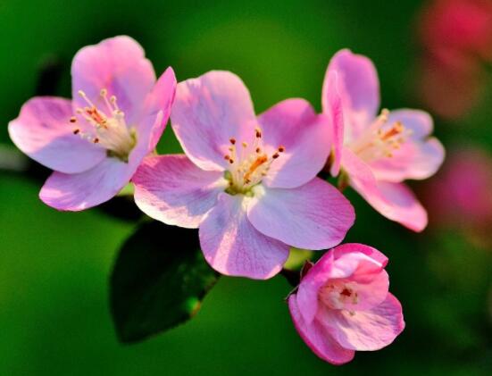 為什么說海棠花不吉利，純屬一種迷信謠言(無科學(xué)依據(jù))