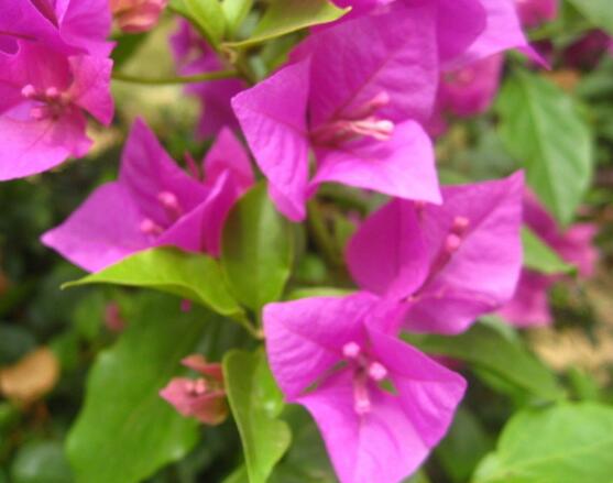 三角梅什么時(shí)候換盆，在春秋兩季進(jìn)行換盆最好/一年四季均可