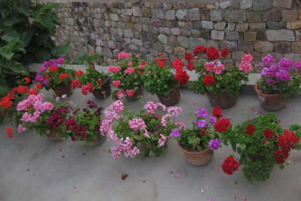 天竺葵不開花怎么辦，分析原因及時(shí)處理