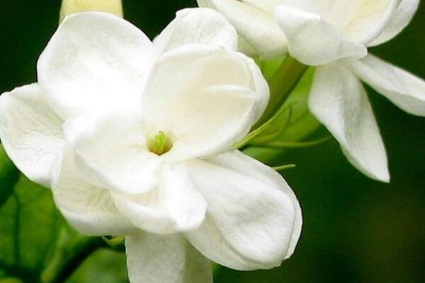 茉莉花冬天葉子掉光了還能活嗎，注意養(yǎng)護(hù)還能成活