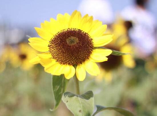 向日葵怎么養(yǎng)，向日葵的養(yǎng)殖方法和注意事項(xiàng)