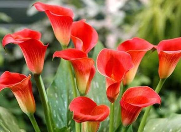 馬蹄蓮的寓意是什么，最適合送給朋友和品格高尚的人