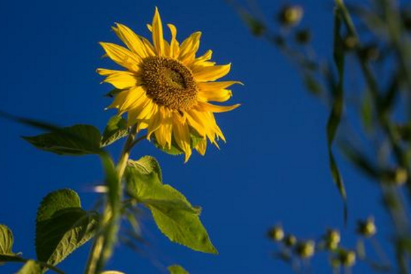 向日葵葉子枯萎怎么辦，分析原因及時處理