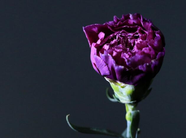 康乃馨幾天澆一次水，旺盛期和施肥時澆水的次數(shù)都不同