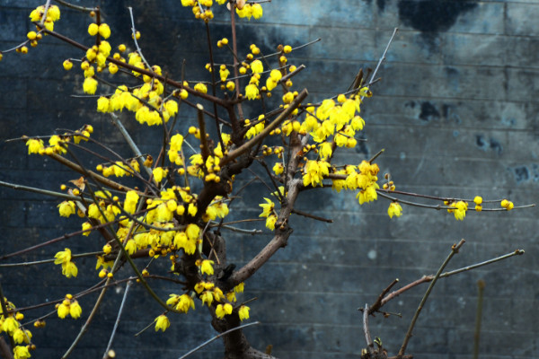 臘梅樹(shù)什么時(shí)候移植，冬季或者春季移栽