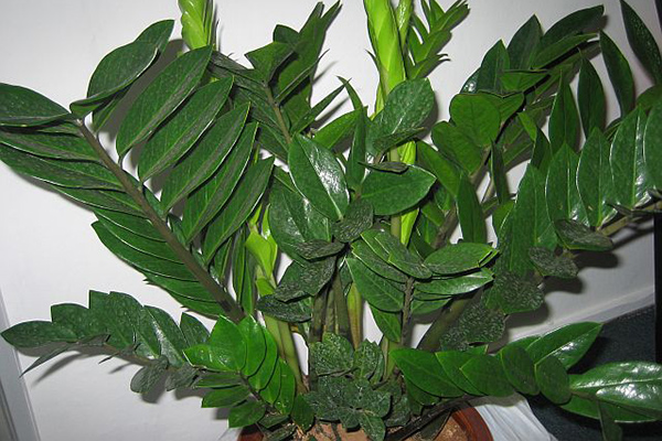 金錢樹每月管理要點(diǎn)