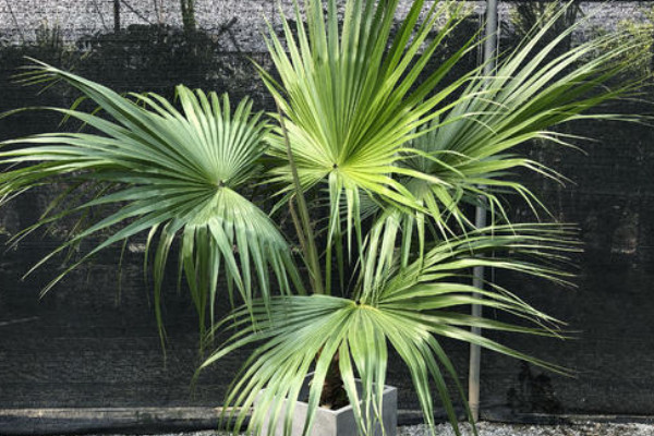 龍血樹怎么澆水，秉承見干見濕的澆水原則