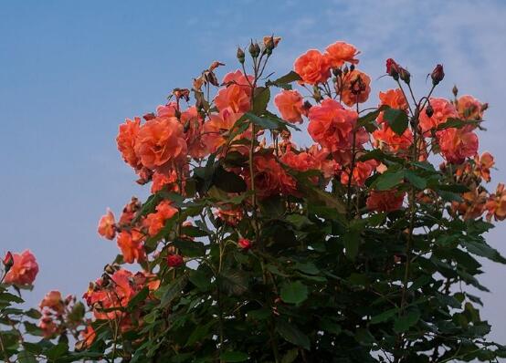 玫瑰花的功效與作用，細(xì)數(shù)玫瑰花八大功效與作用