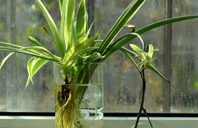 吊蘭水培方法，5個(gè)小步驟可以讓你的吊蘭長得郁郁蔥蔥