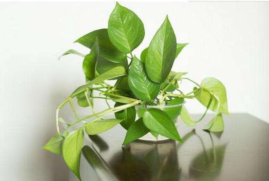 綠蘿怎么澆水，啤酒澆綠蘿的正確方法