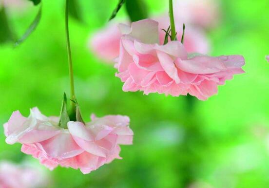 薔薇花什么時候種植，薔薇花幾月種植