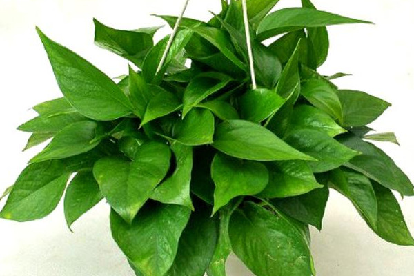 綠蘿葉子發(fā)黑怎樣救治，可提高溫度遮蔽強(qiáng)光