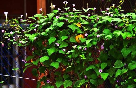 爬藤牽牛花苗要摘心嗎，需要/利于多次開花