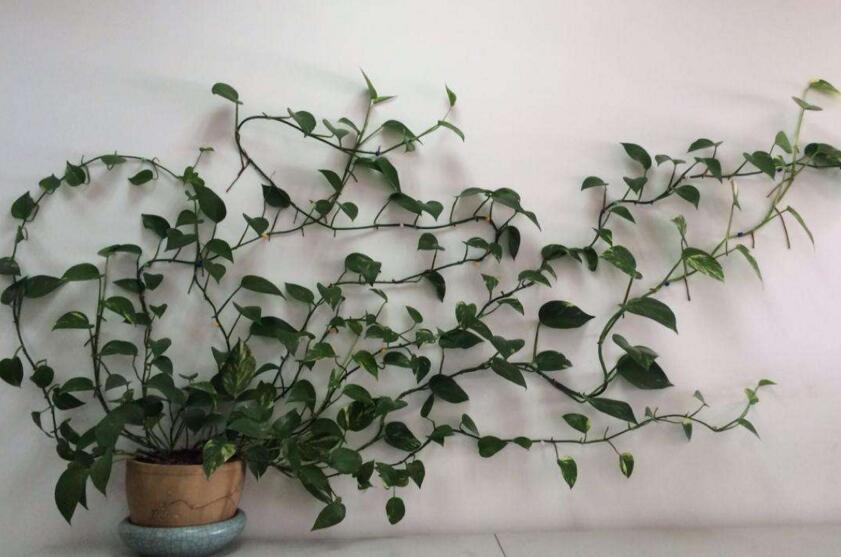 綠蘿如何施肥，最好施加這4種有利于成長(zhǎng)的肥料