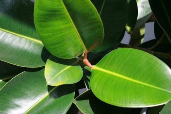 橡皮樹葉子卷怎么補救，增加溫度追肥換土