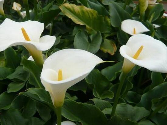 馬蹄蓮怎么澆水，馬蹄蓮多久澆水一次（三天澆次水）