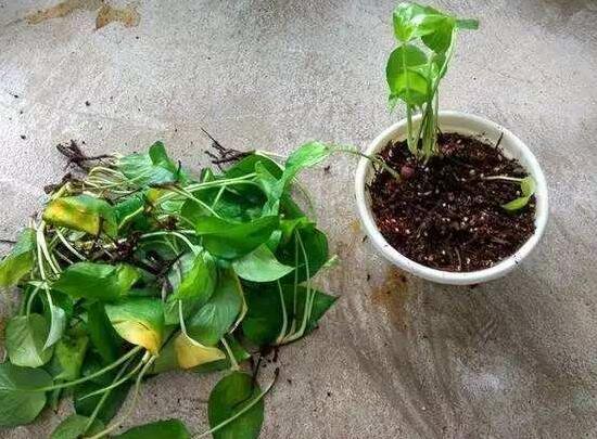 綠蘿爛根是什么原因，綠蘿爛根怎么辦