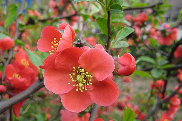 海棠花的品種圖片大全，最具特色的6個(gè)品種