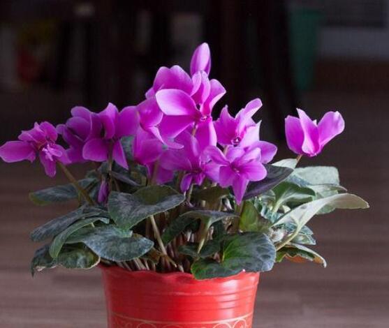 仙客來幾月份過休眠期，以夏季為準(zhǔn)/環(huán)境決定不同休眠期