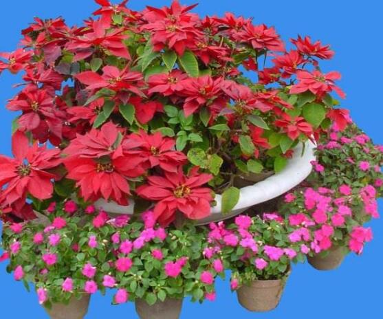 一品紅花，一品紅花圖片