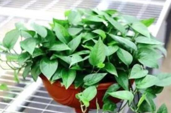 綠蘿澆啤酒好嗎，綠蘿多久澆一次啤酒