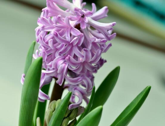 風信子好種嗎，做好這五點就能生根發(fā)芽(存活率高)