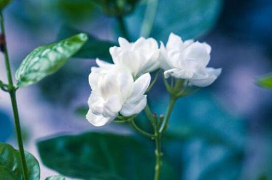 茉莉適合放在室內(nèi)嗎，非常適合/心情愉悅、改善睡眠