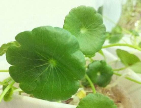 銅錢草泡水喝的作用，利尿排石、抗炎消炎