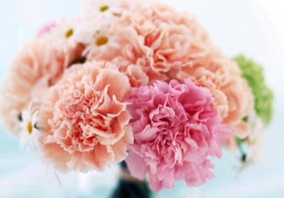 好看的康乃馨的圖片欣賞，祝母親永遠健康長壽、福如東海