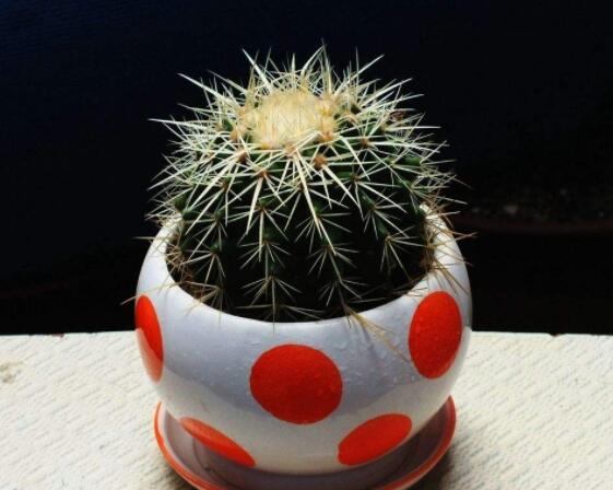 仙人球的作用與功效，美化環(huán)境、凈化空氣