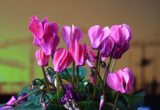 仙客來(lái)花有毒嗎，孕婦可以養(yǎng)仙客來(lái)嗎/可以僅供觀賞