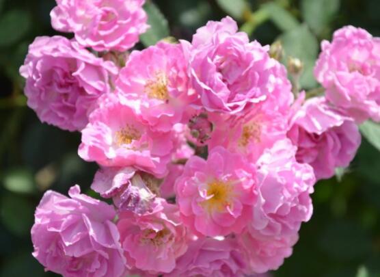 薔薇花怎么牽引爬墻，固定好主枝、延伸修剪后新枝條