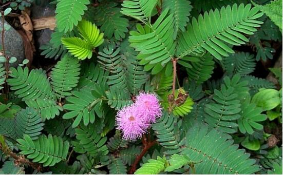 含羞草怎么養(yǎng)殖，老農(nóng)總結(jié)最實(shí)用五個(gè)養(yǎng)殖要點(diǎn)