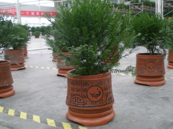 紅豆杉盆景怎么修剪，遵循兩點(diǎn)原則掌握六點(diǎn)方法