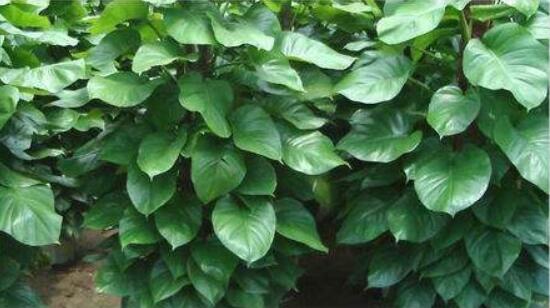 大葉綠蘿的養(yǎng)殖方法和注意事項，老農(nóng)總結(jié)七大養(yǎng)殖方法