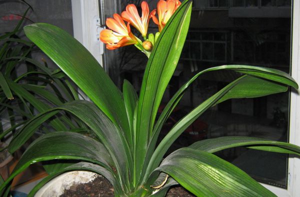 冬季君子蘭怎樣施肥，冬天開花季節(jié)要多施肥