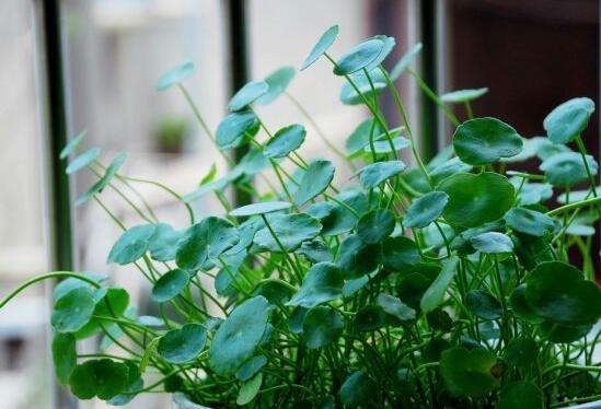 銅錢草放在臥室好嗎，寓意著家有銅錢、財(cái)源滾滾