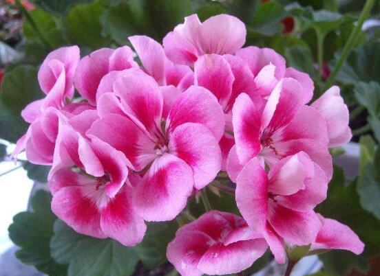 天竺葵怎么養(yǎng)，天竺葵養(yǎng)殖方法