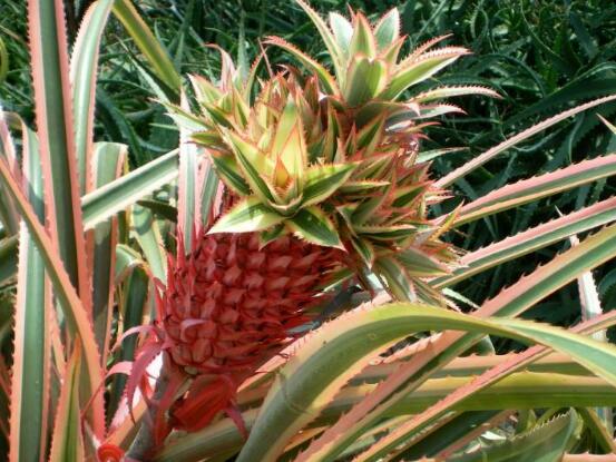 鴻運(yùn)當(dāng)頭的品種，鴻運(yùn)當(dāng)頭最出名的七個(gè)品種