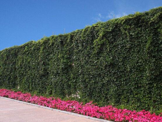 常春藤和爬山虎的區(qū)別，三個(gè)方法教你簡(jiǎn)單分辨