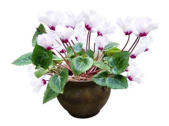 仙客來花莖發(fā)蔫彎下來，仙客來花倒下怎么辦