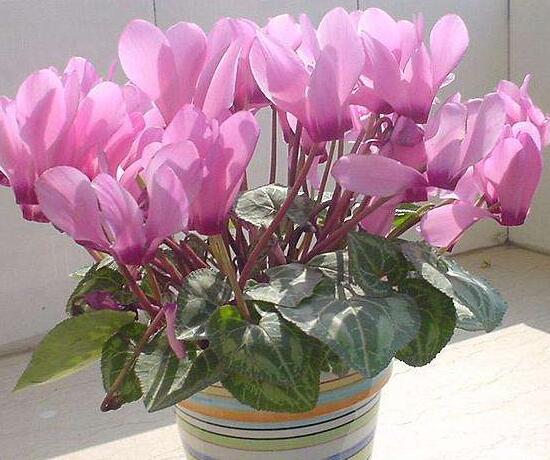 仙客來的風(fēng)水?dāng)[放位置，書房擺放仙客來能帶來好運