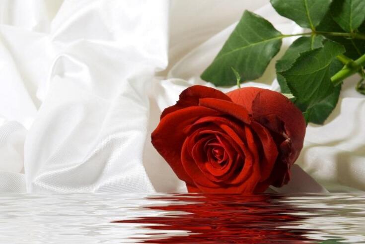 玫瑰和月季的區(qū)別，介紹六種不同區(qū)別方法