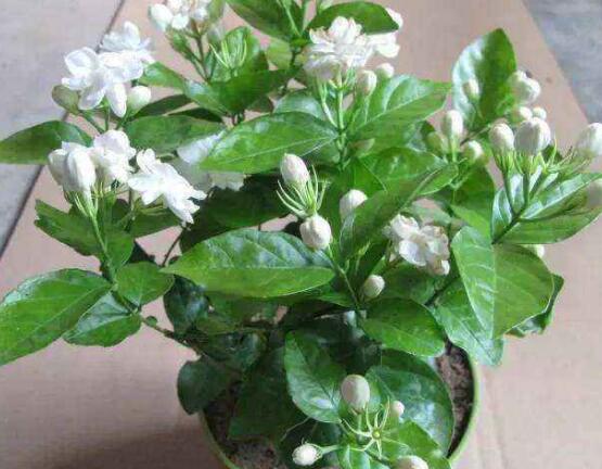 茉莉花的養(yǎng)殖方法和注意事項(xiàng)，老農(nóng)總結(jié)最實(shí)用八大養(yǎng)殖方法