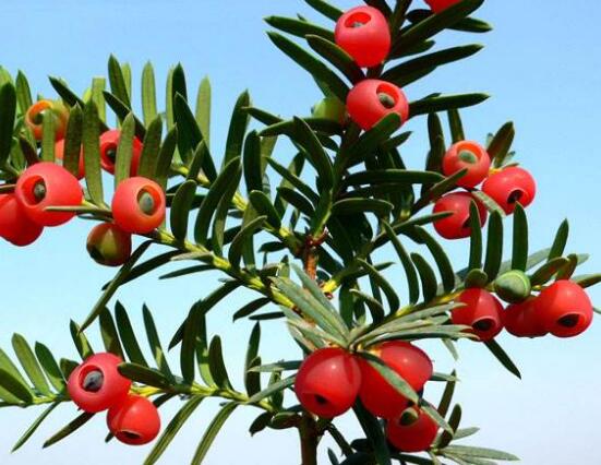 紅豆杉用什么土栽培好，疏松透氣、保水保肥