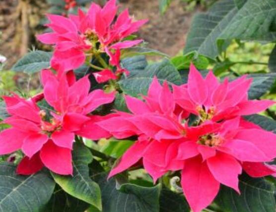 一品紅多久澆一次水，不同季節(jié)不同澆水量(澆則澆透)