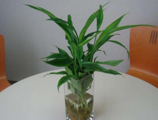 富貴竹長高了怎么修剪，水養(yǎng)富貴竹修剪圖解