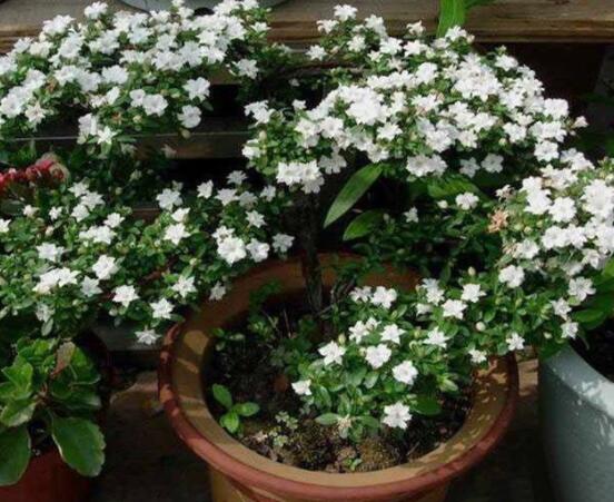 六月雪養(yǎng)殖技術(shù)，老農(nóng)總結(jié)六點(diǎn)必要養(yǎng)護(hù)方法(枝葉翠綠)