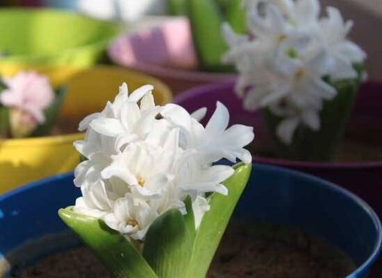 風(fēng)信子什么時(shí)候開花，風(fēng)信子開花后怎么處理