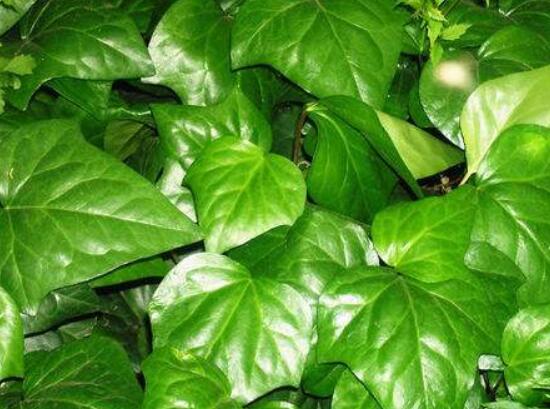 常春藤和常青藤一樣嗎，教你三種區(qū)別方法(形態(tài)/生長環(huán)境/作用)